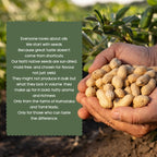 Groundnut (Peanut) Oil | Premium Cold-Pressed Oil