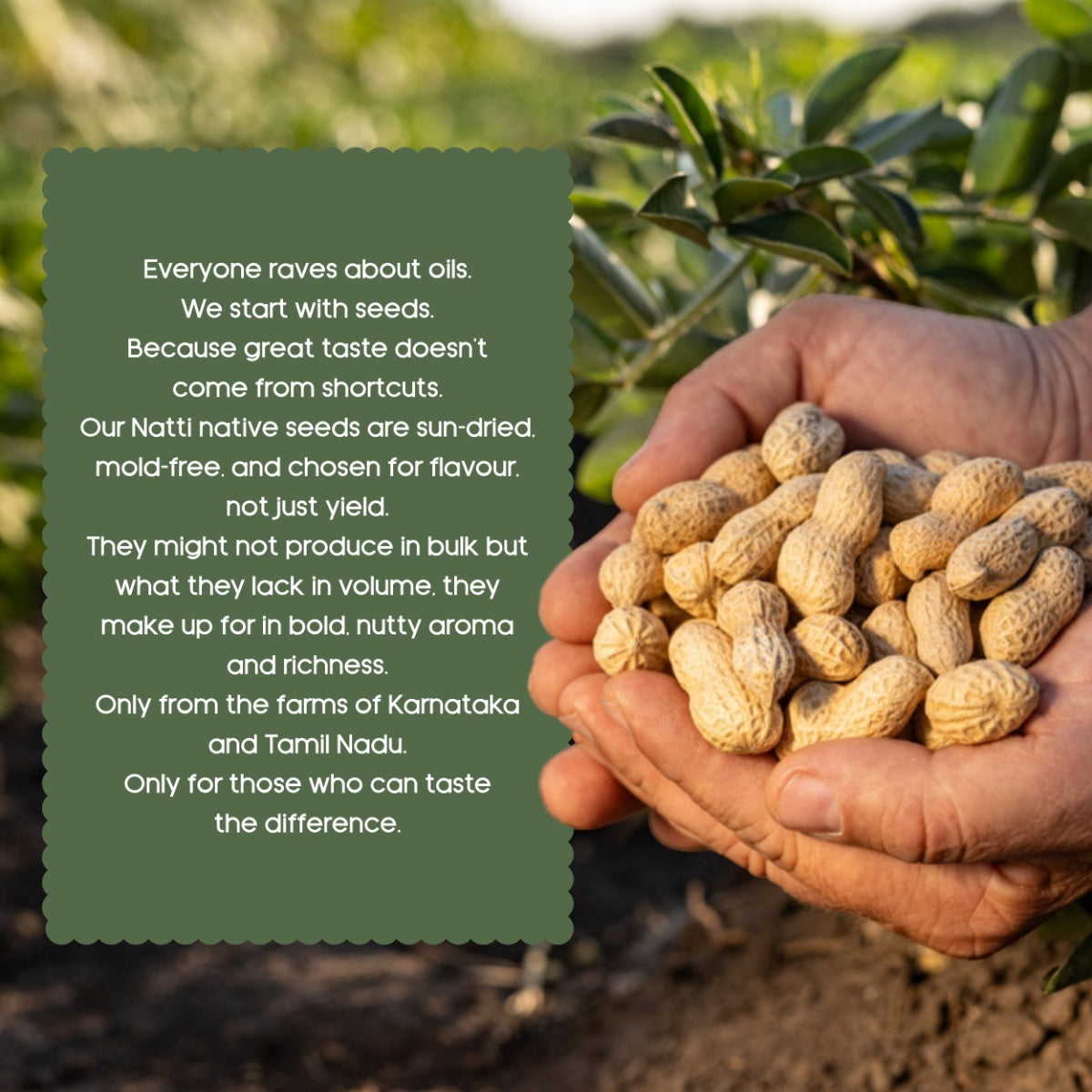 Groundnut (Peanut) Oil | Premium Cold-Pressed Oil