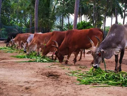 A2 Milk of Gir Cows, Natti Native Seeds from Tamil Nadu and more.